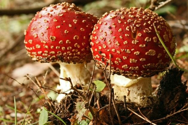 Poisonous plants mushrooms
