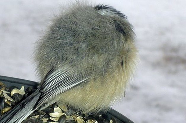 winter bird myths, do birds get cold