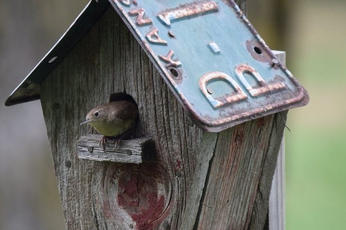 Choose The Best Birdhouses To Attract More Birds And Blooms - What Is The Best Color To Paint A Birdhouse Attract Birds