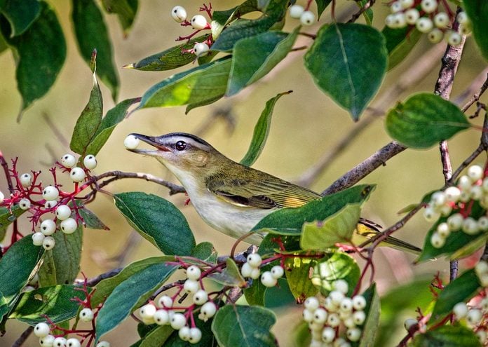 red-eyed vireo on berry bushes