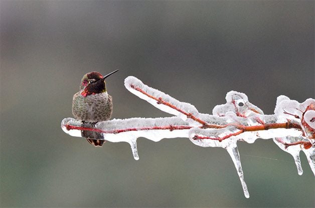 anna's hummingbird on icy branch