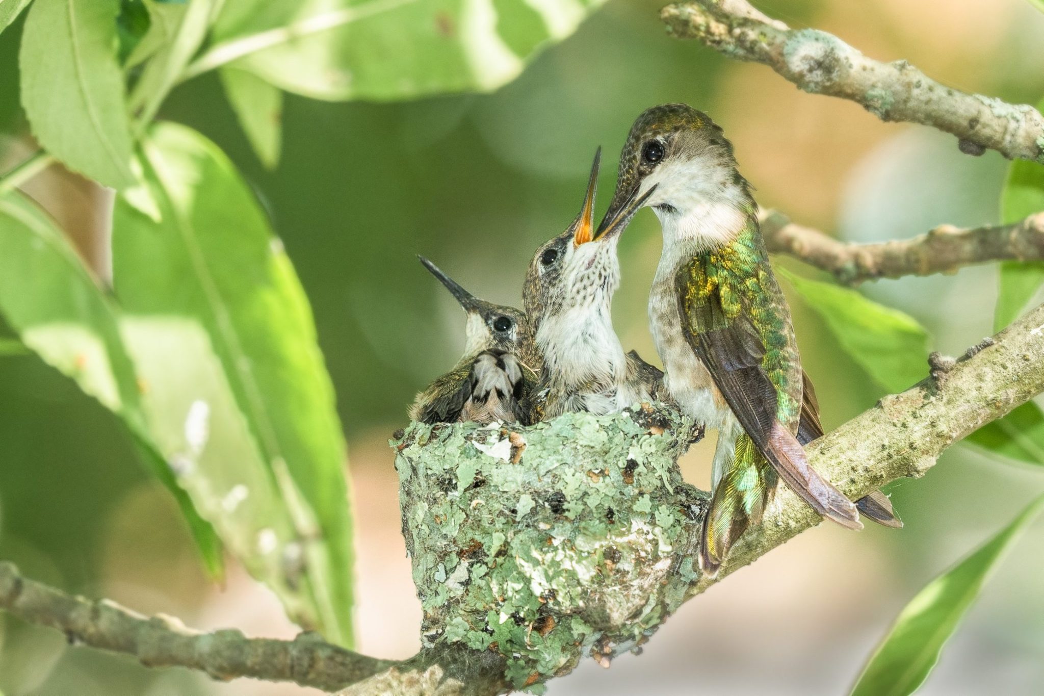 Hummingbird feeds chicks in nest