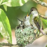 Everything You Need to Know About Hummingbird Nests