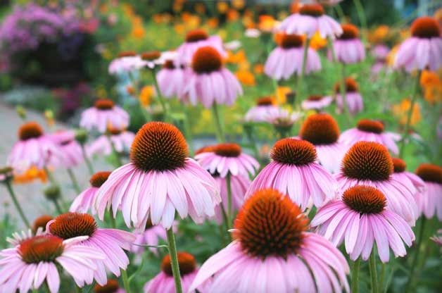 native plant finder, coneflowers, what are native plants?