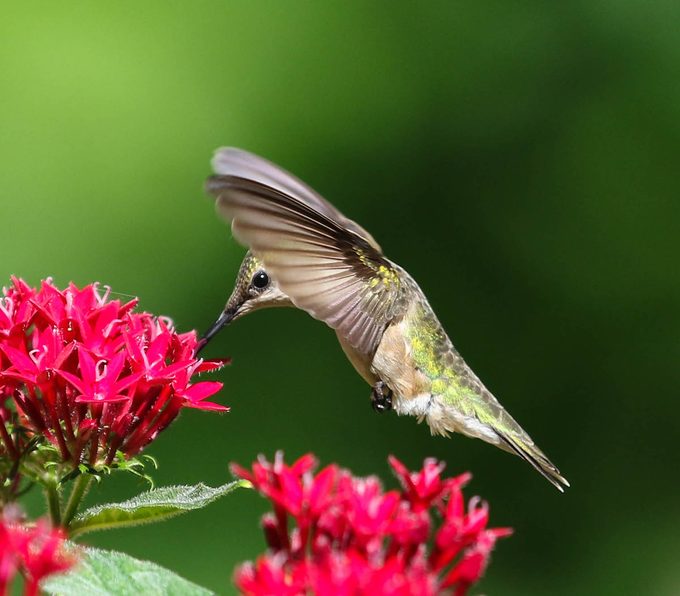 hummingbird and pentas flower
