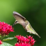 22 Jaw-Dropping Hummingbird Facts