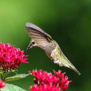 hummingbird facts, potted plants that attract hummingbirds