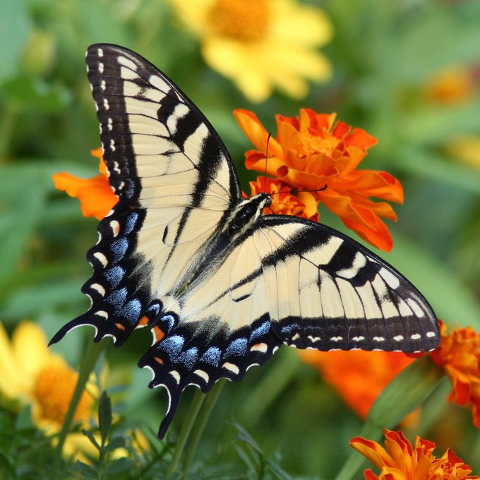 swallowtail and marigolds