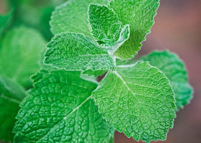 apple mint, herbs for cooking