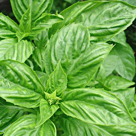Top 10 Herbs to Grow for Cooking