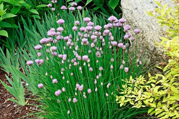 chives best herbs to grow