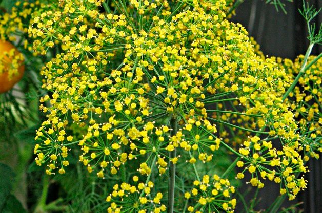 dill best herbs to grow