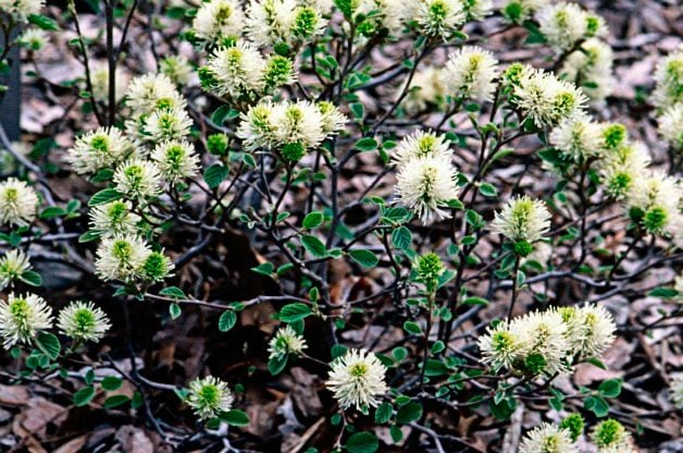 Top 10 Shrubs for Small Spaces: Dwarf fothergilla