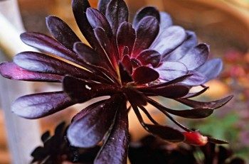 Top 10 Black Plants | Gardening - Birds & Blooms