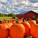 9 Fun Fall Gourd and Pumpkin Facts