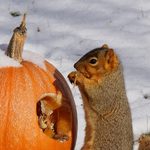 How to Recycle Pumpkins for Birds and Wildlife