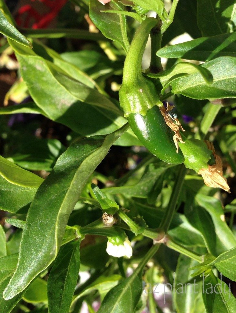 Jalapeño Pepper plant