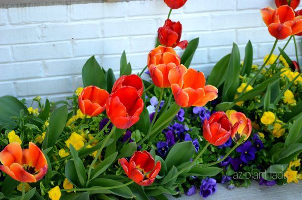 Tulips and Violas