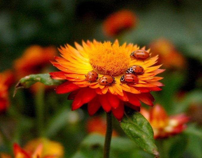 ladybugs on flower