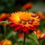7 Fascinating Ladybug Facts You Didn’t Know