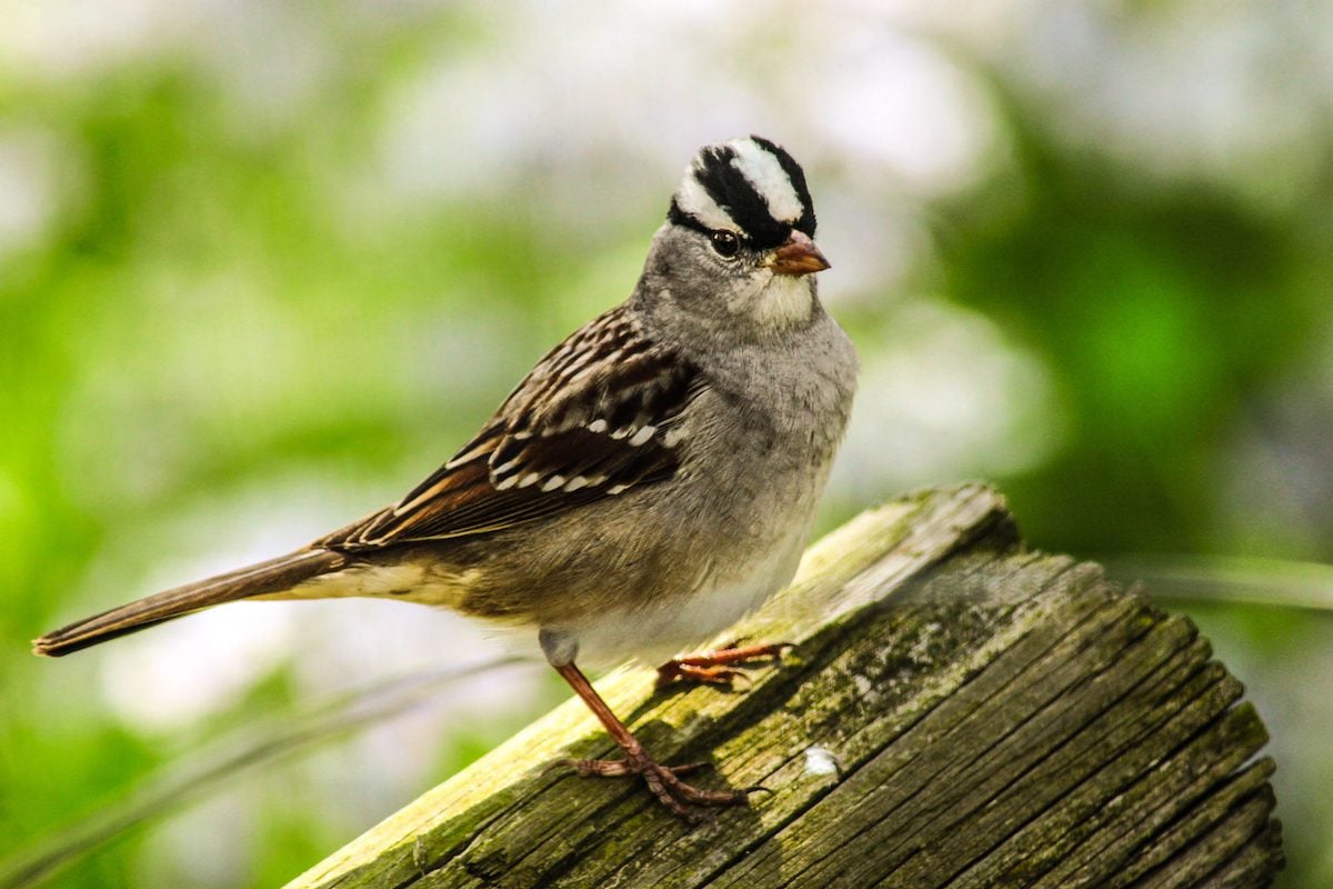 Discover the Surprising Resemblance of Birds That Look Like Sparrows