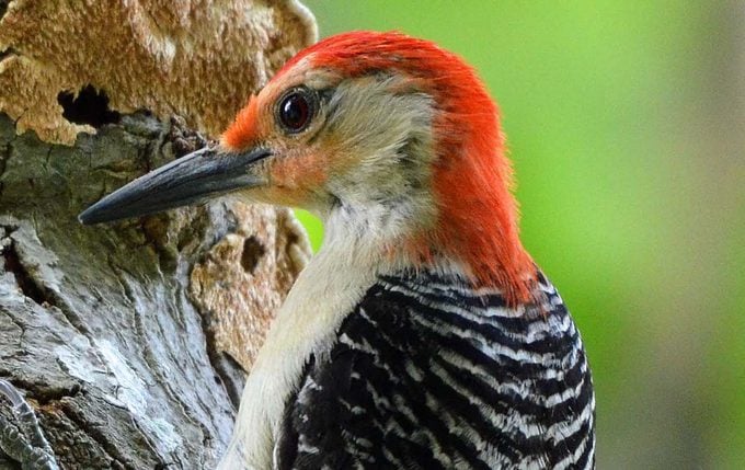 red bellied woodpecker Lynn Erderly 001