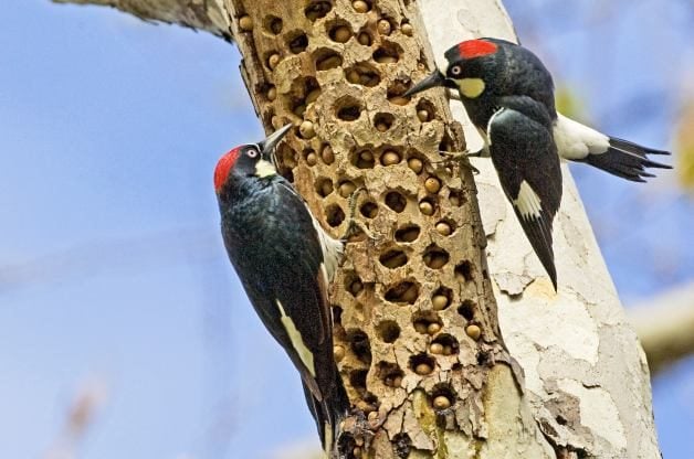 acorn woodpeckers caching acorns
