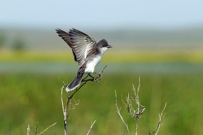 Eastern Kingbird Masl4292, migratory birds