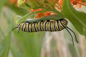 Monarch Migration