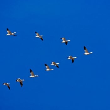 Snow Goose, Chen Caerulescens, migratory birds
