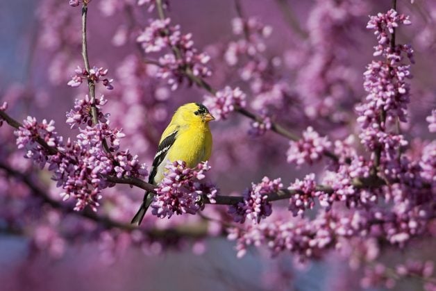 goldfinch spring birds