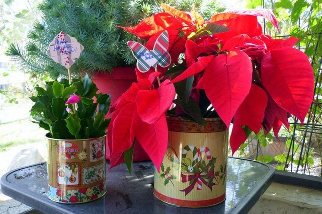how to Wrap a Potted Plant