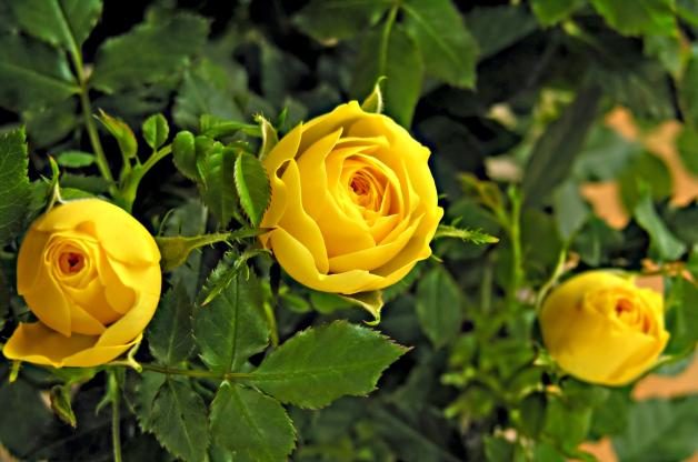yellow rose flowers