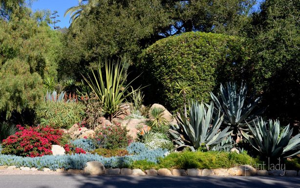 Drought Tolerant Gardens Ugly Or, How To Plant A Drought Resistant Garden