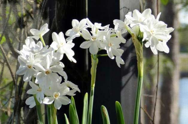 paperwhite flowers
