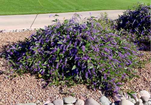 Hardenbergia as groundcover