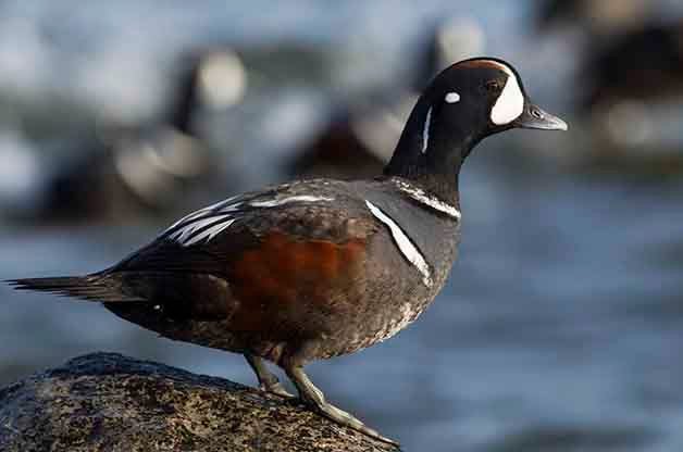 Harlequin Duck Male on Rock Birding Hotspot