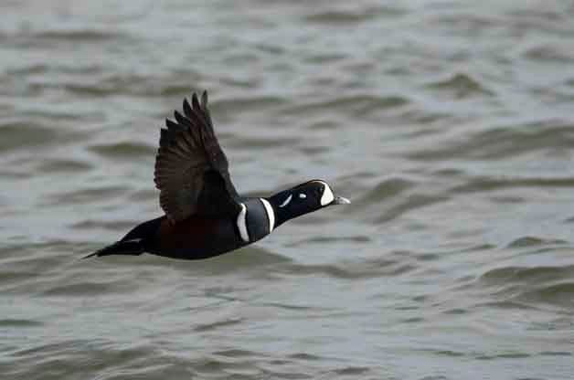 Harlequin Duck in Flight Birding Hotspot
