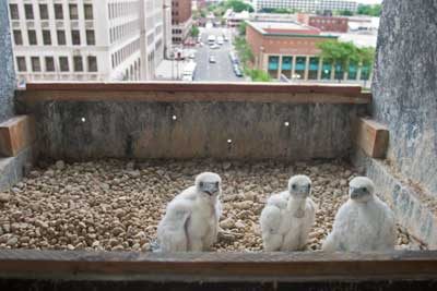 City birds spotted! Peregrine falcon chicks are on the roof of a Detroit high-rise. 