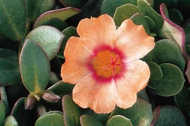 Top 10 Drought-Tolerant Plants: Portulaca