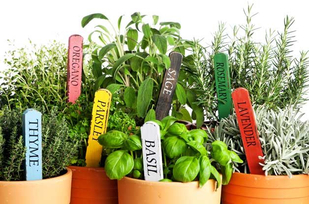 How to Grow Herbs in Winter