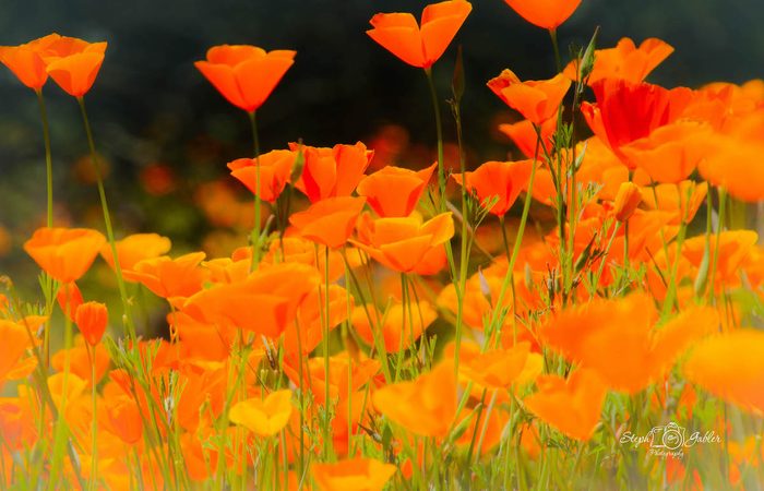 california poppies, drought tolerant plants