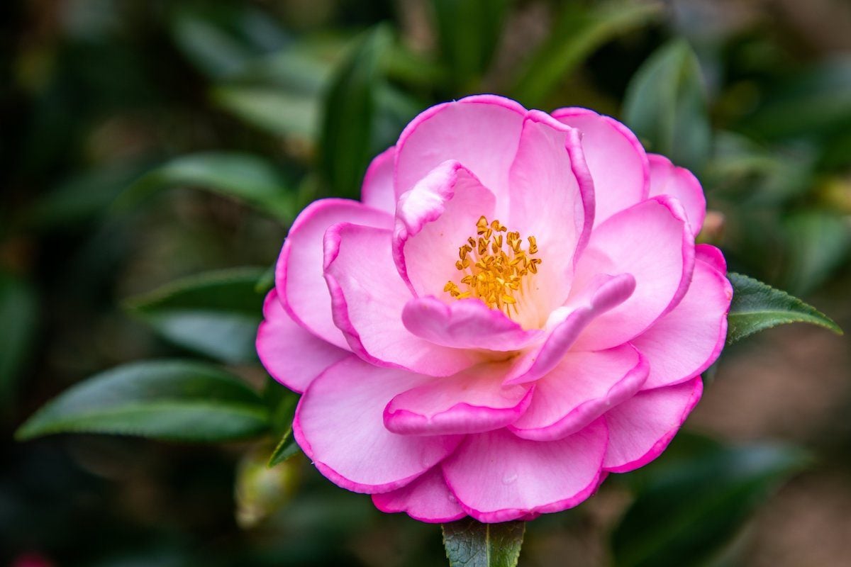a beginner's guide to growing a camellia bush | birds and blooms