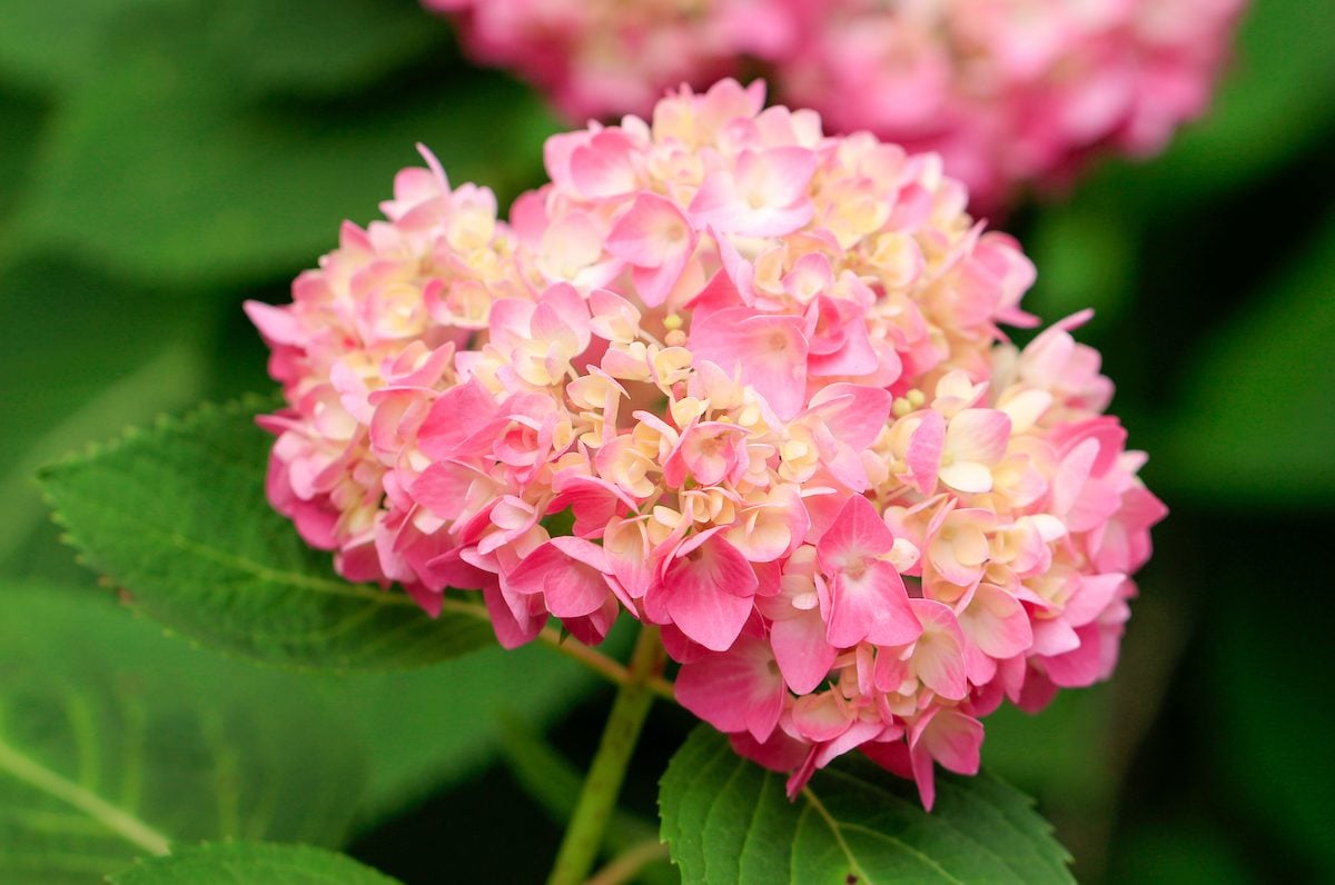 Top 5 Flowering Bushes for Your Yard - Birds and Blooms