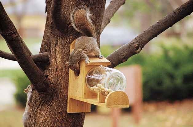 Squirrel Feeder | DIY Garden Projects - Birds &amp; BLooms