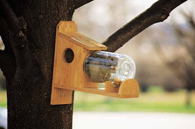 How To Make A Diy Squirrel Feeder Birds And Blooms