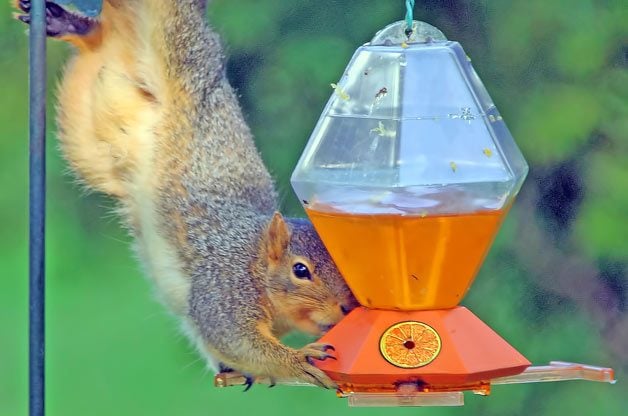 You Don't Say: Squirrel Acrobatics