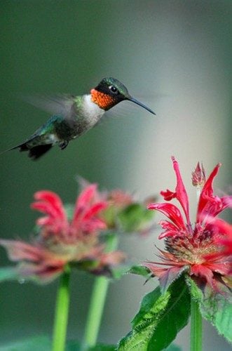 Using Nectar Flowers to Attract Hummingbirds - Birds & Blooms