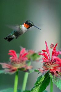 Gardening with Nectar Flowers to Attract Hummingbirds