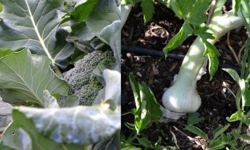 Broccoli and onion make good companion plants